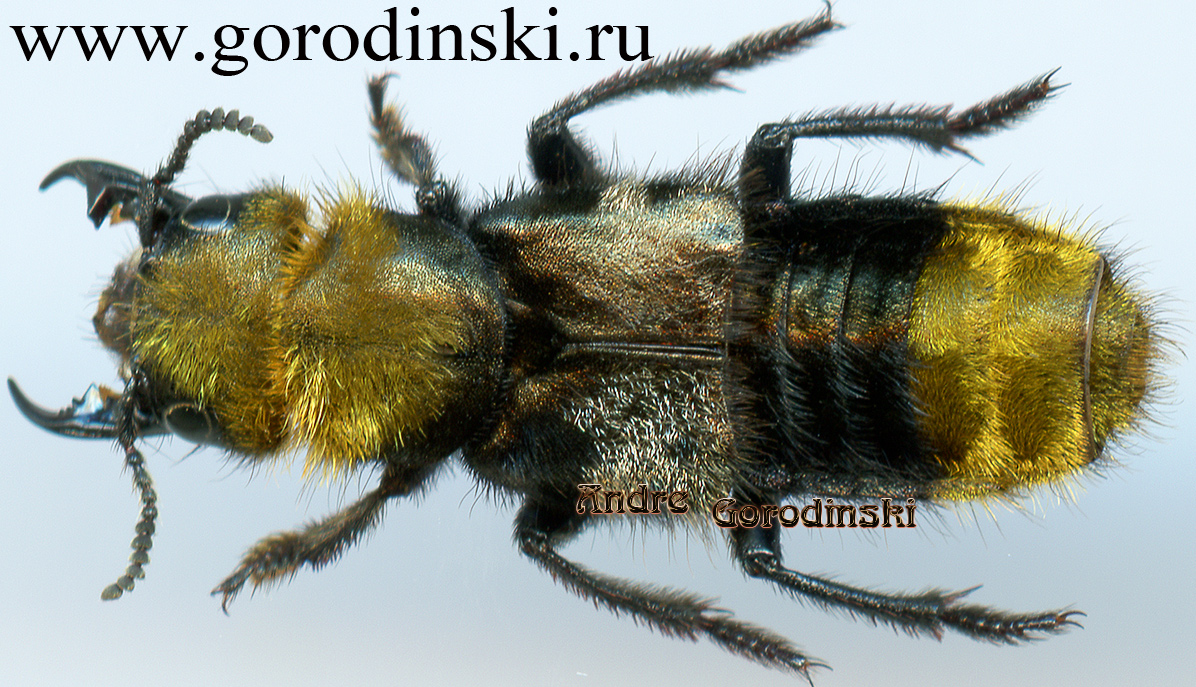 http://www.gorodinski.ru/oth_col/Emus hirtus.jpg